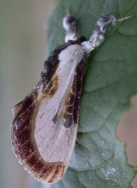 Beautiful Wood-nymph Beautiful Wood-nymph